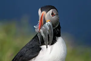 Waist: Atlantic Puffin