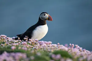 Armeria: Atlantic Puffin