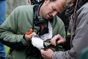 Capture: Atlantic Puffin