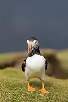Bringing: Atlantic Puffin