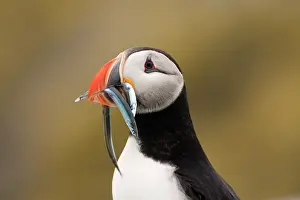 Eels: Atlantic Puffin