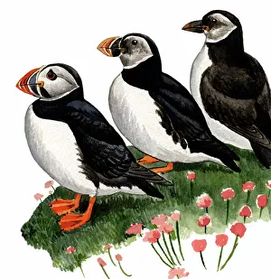 Auks: Atlantic Puffin