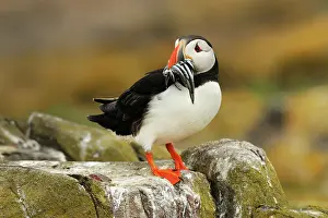Artica: Atlantic Puffin