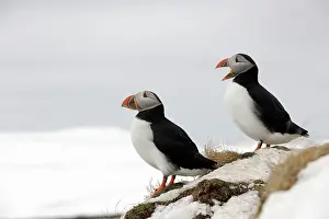 Decreasing: Atlantic Puffin