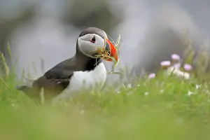 Ledge: Atlantic Puffin