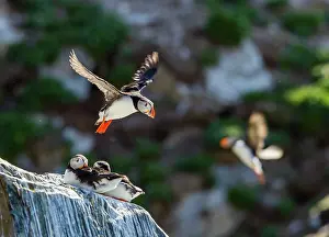Artica: Atlantic Puffin
