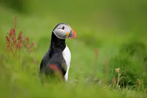 Ledge: Atlantic Puffin