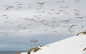 Fratercula: Atlantic Puffin