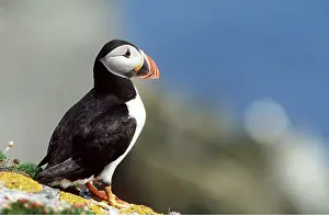 Puffins: Atlantic PUFFIN