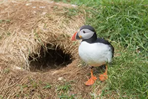 Alcidae: Atlantic Puffin - adult bird ath the nesting place