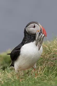 Alcidae: Atlantic Puffin - adult bird with fish in its bill