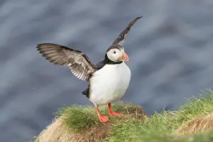 Alcidae: Atlantic Puffin - adult bird flapping its wings