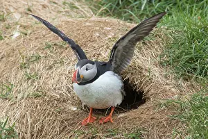 Alcidae: Atlantic Puffin - adult bird flapping its wings