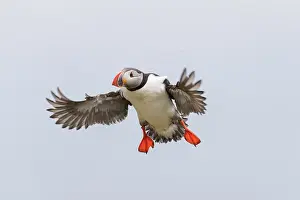 Alcidae: Atlantic Puffin - adult bird in flight - Iceland