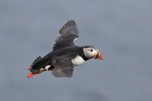 Alcidae: Atlantic Puffin - adult bird in flight - Iceland