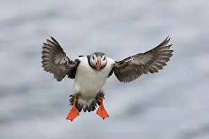 Alcidae: Atlantic Puffin - adult bird in flight - Iceland