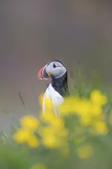 Alcidae: Atlantic Puffin - adult bird - Iceland