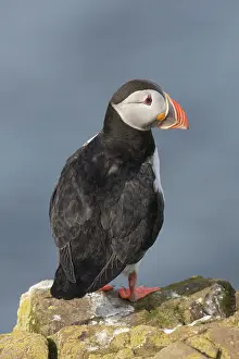 Alcidae: Atlantic Puffin - adult bird - Iceland