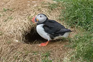 Alcidae: Atlantic Puffin - adult bird - Iceland