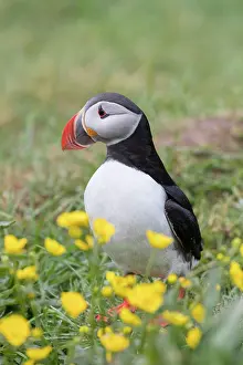 Alcidae: Atlantic Puffin - adult bird - Iceland