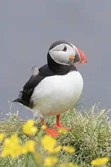 Alcidae: Atlantic Puffin - adult bird - Iceland