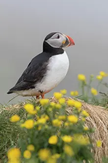Alcidae: Atlantic Puffin - adult bird - Iceland