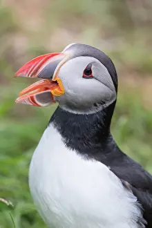 Alcidae: Atlantic Puffin - adult bird portrait - Iceland