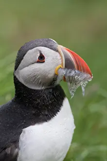 Alcidae: Atlantic Puffin - adult bird portrait - Iceland