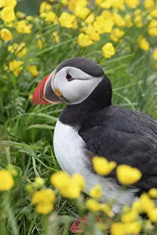 Alcidae: Atlantic Puffin - adult bird portrait - Iceland