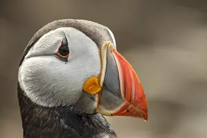 Artica: Atlantic Puffin adult portrait Farne Islands United Kin