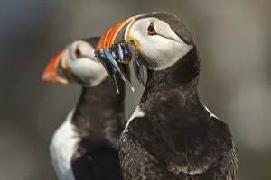 Puffins: Atlantic Puffin adult portrait Farne Islands United Kin