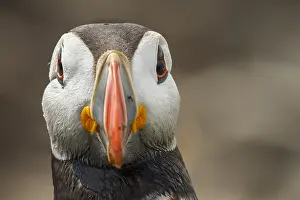 Puffins: Atlantic Puffin adult portrait Farne Islands United Kin