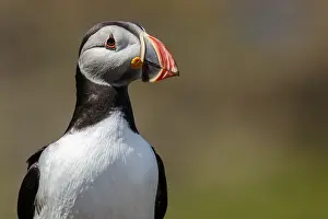 Sctoland: Atlantic Puffin - adult portrait - Scotland, United Kingdom