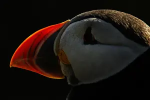 Sctoland: Atlantic Puffin - adult portrait - Scotland, United Kingdom