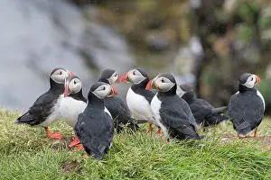Alcidae: Atlantic Puffin - breeding colony - Iceland