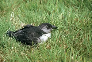 Alcid: Atlantic Puffin Chick