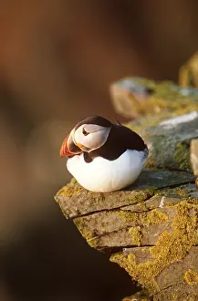 Puffins: Atlantic PUFFIN - on cliff edge