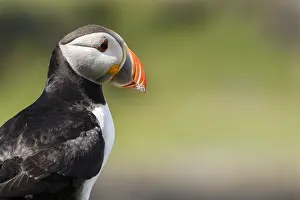 Sctoland: Atlantic Puffin - on cliffs - Scotland, United Kingdom