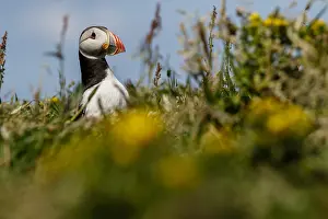 Sctoland: Atlantic Puffin - on cliffs - Scotland, United Kingdom