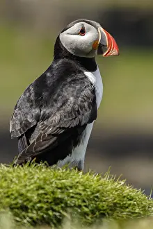 Puffins: Atlantic Puffin - on cliffs - Scotland, United Kingdom