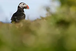 Puffins: Atlantic Puffin - on cliffs - Scotland, United Kingdom