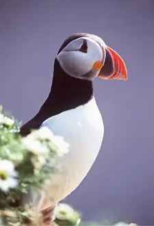 Foreground: Atlantic PUFFIN - close-up with flowers in foreground