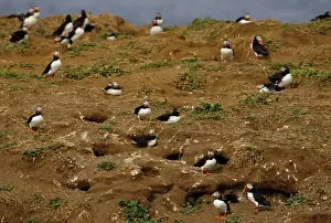Colonial: Atlantic Puffin colony