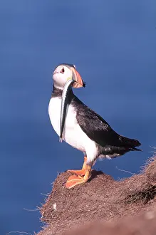 Eels: Atlantic PUFFIN - with eel in beak
