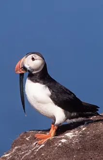 Eels: Atlantic PUFFIN - with eel in mouth, side view