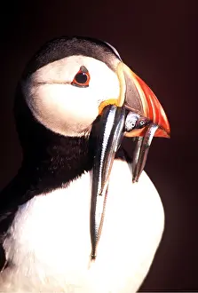 Eels: Atlantic PUFFIN - with eels in beak