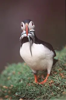 Eels: Atlantic PUFFIN - with eels in beak