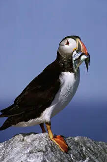 Machias: Atlantic Puffin with fish