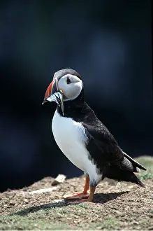 Eels: Atlantic PUFFIN - with fish in beak