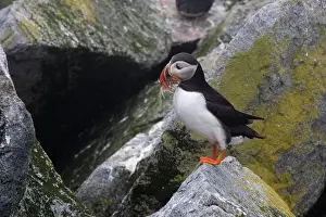 Machias: Atlantic Puffin with fish prey